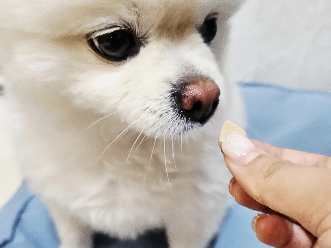 손에서 아큐펫 조인트를 받아먹는 반려견